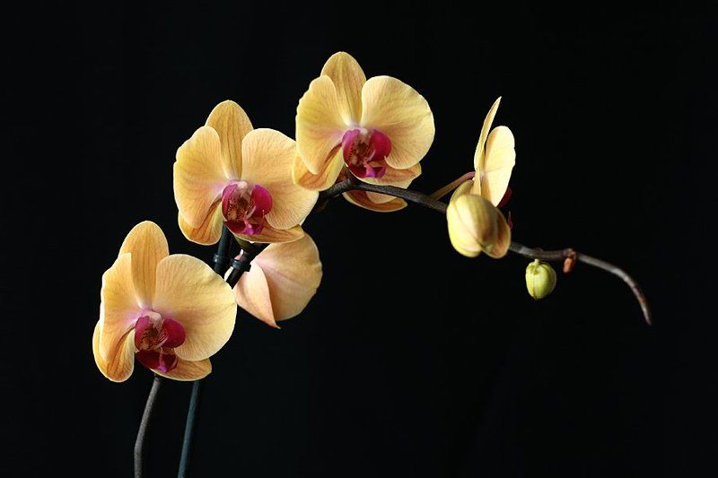 Весны мгновенье...photo preview