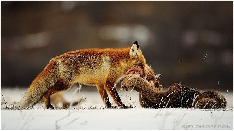 Воровкаphoto preview