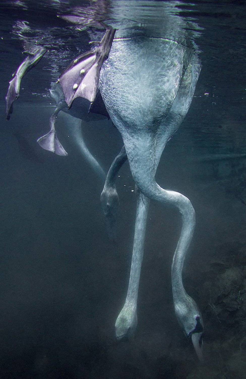 , Витя Лягушкин