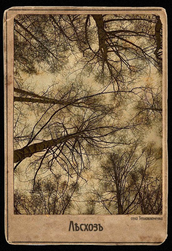 лесхоз, тянь-шань, теплоключенка Лесхозphoto preview