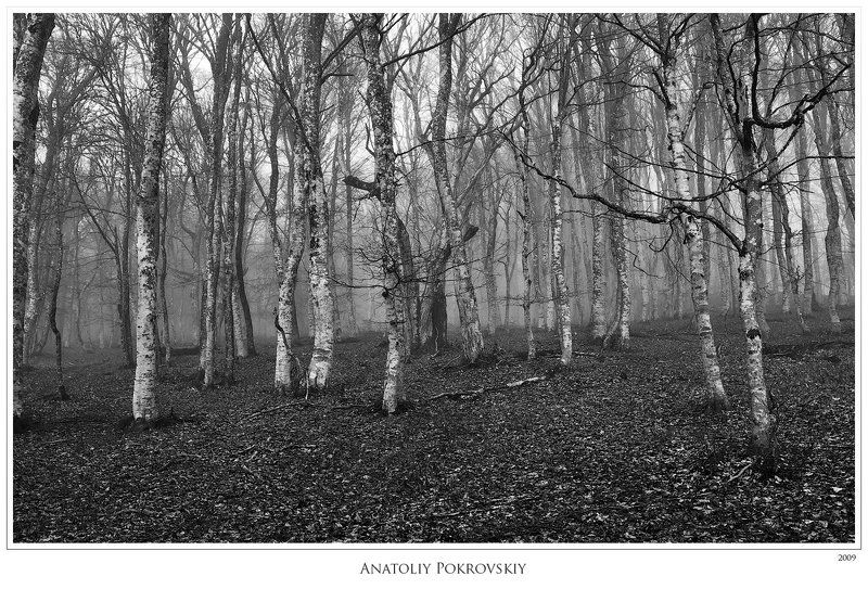 крым, горы, туман, лес, бук, берёза, осина, весна, анатолий покровский Зима ушла. В тумане таится весна. Прошлогодние листья лежат у древесных корней. фото превью