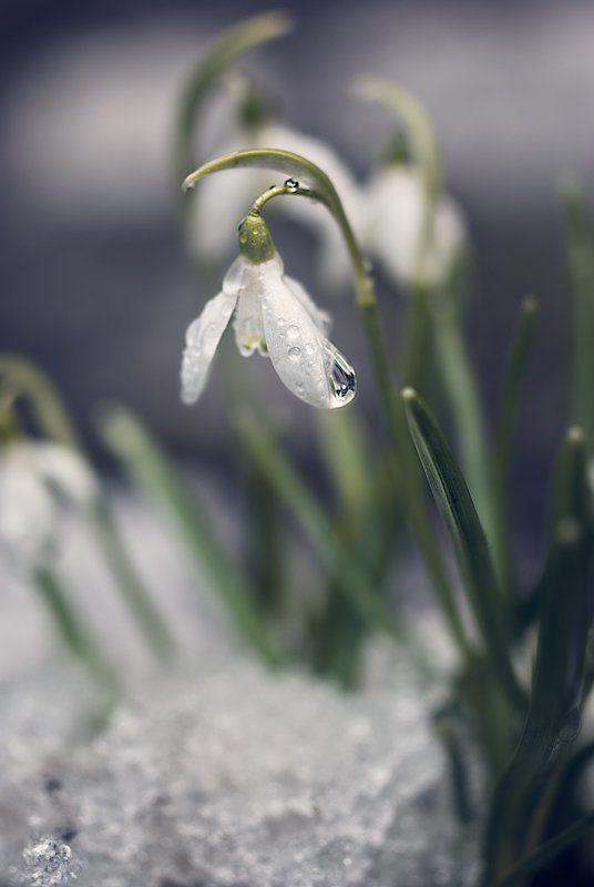 подснежник, галантус, весна С праздником, милые барышниphoto preview