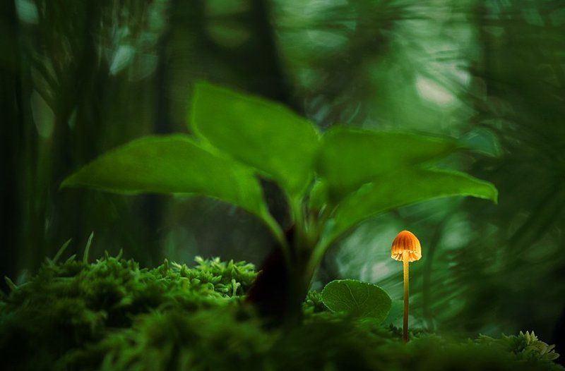 мицена Дюймовочкины мирыphoto preview