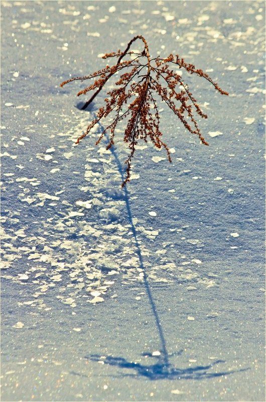 март, природа, снег Мартовский блеск.photo preview