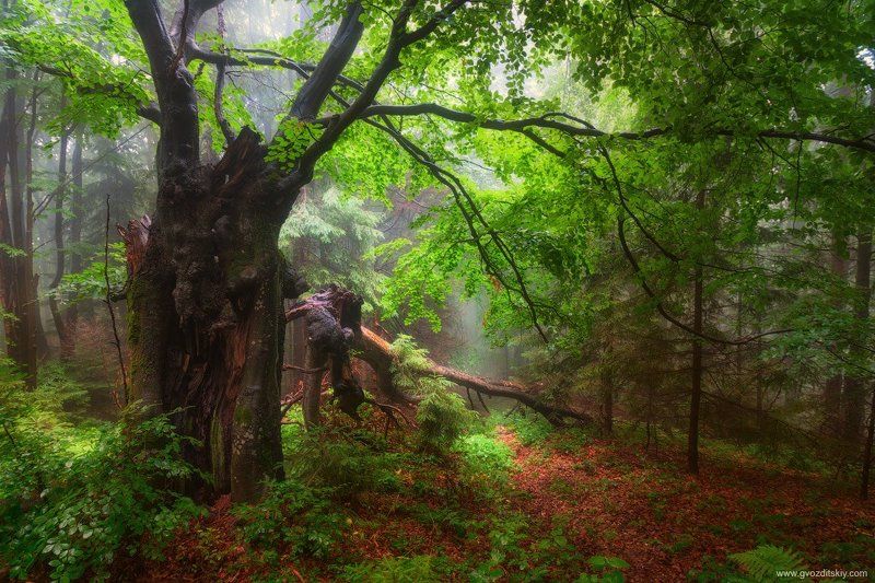 карпаты, лес Карпатский лесphoto preview