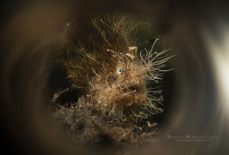 Царевна!photo preview