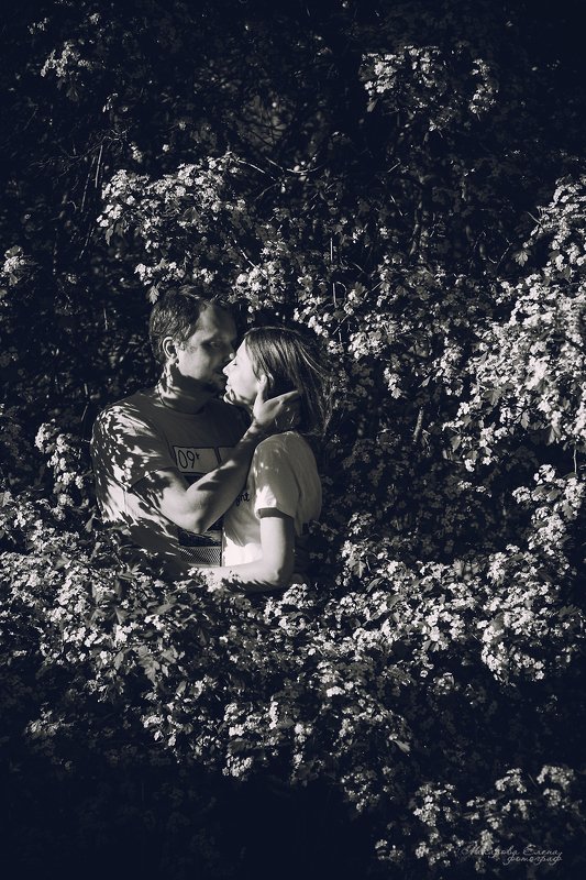 поцелуй, пара, love, kiss, sunlight, blossom Поцелуйphoto preview