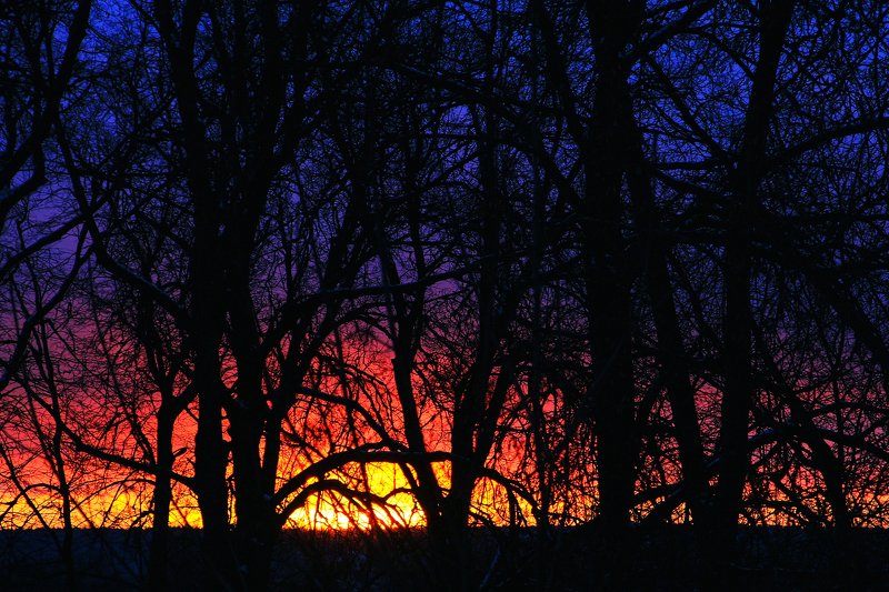 Закат в деревьяхphoto preview