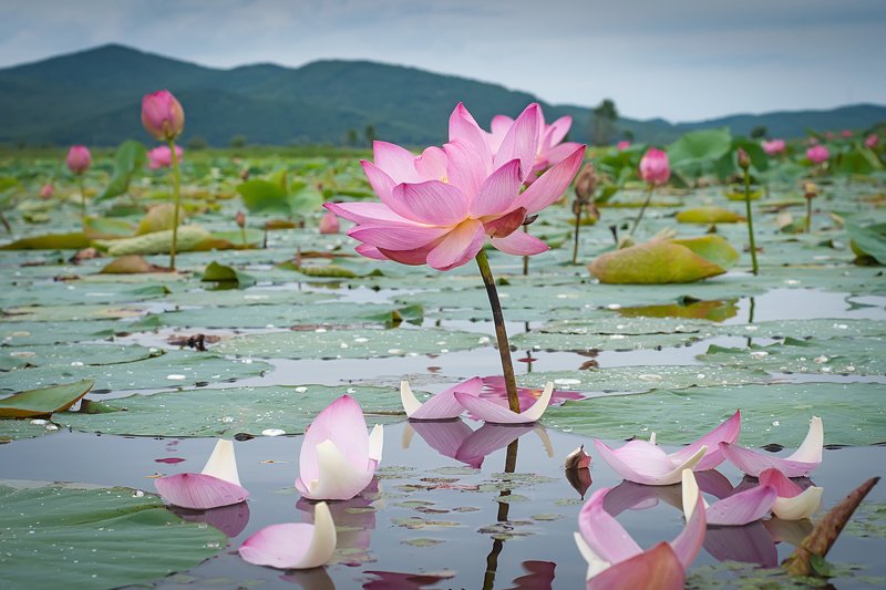 #пейзаж #лотос #озеро #отражение Напоминание о скоротечности.photo preview