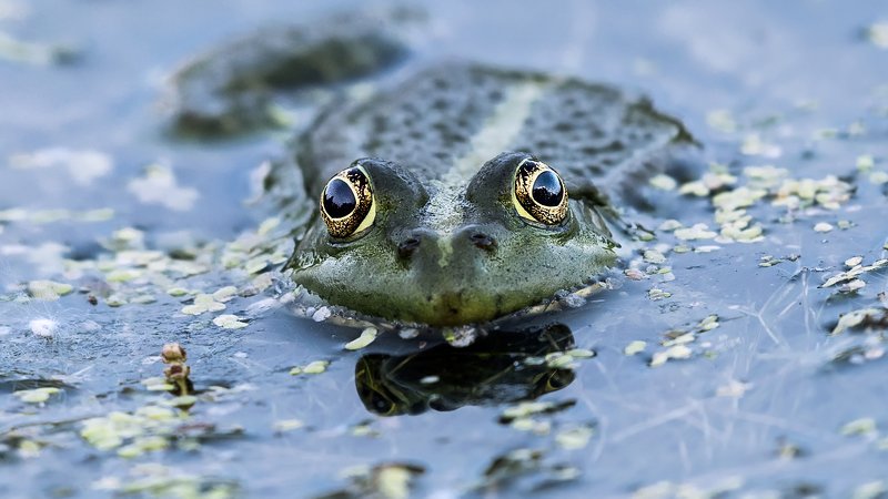 Царевна-лягушкаphoto preview