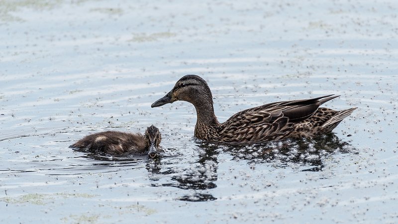 Маааам... Ну скажи ему... Чё он нас фоткает...photo preview
