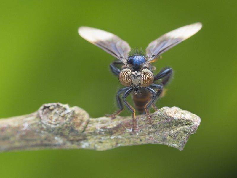 Robber Fly 190701Aphoto preview