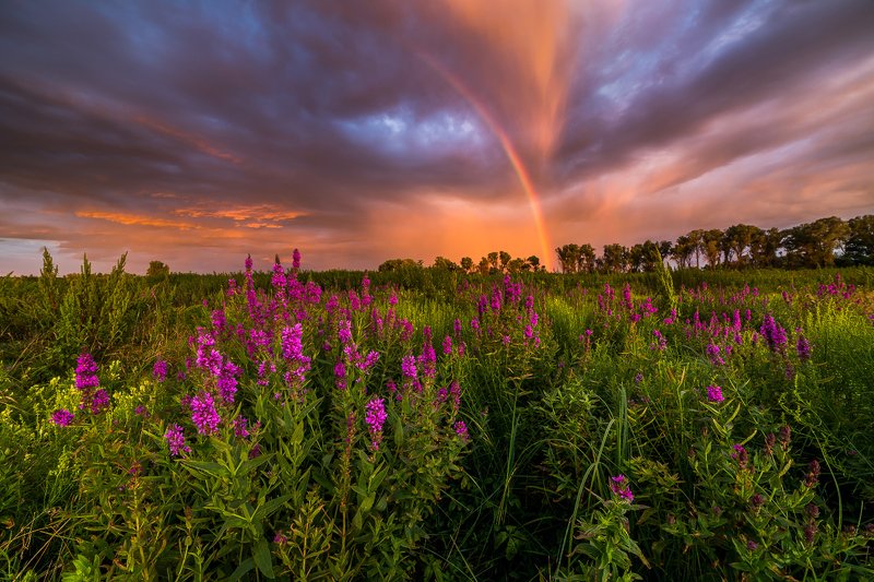 радуга, лето Перо фениксаphoto preview