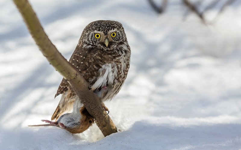 птица, дикая птица, хищная птица, орнитология, дикая природа, фотоохота, , сыч, сыч воробьиный, зима. охота, фотоохота, мышь Конец истории. (Сыч воробьиный)photo preview