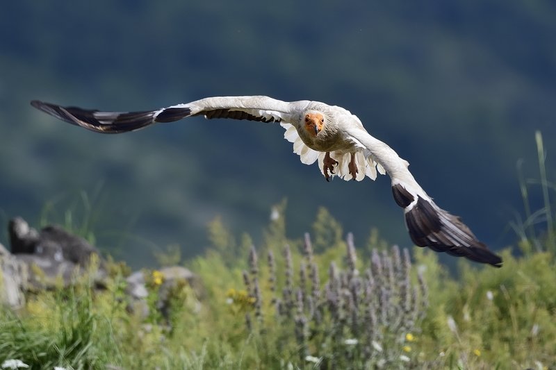 птицы birds Neophron percnopterusphoto preview