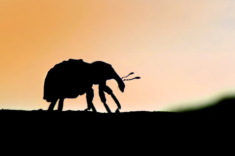 Elephant weevilphoto preview