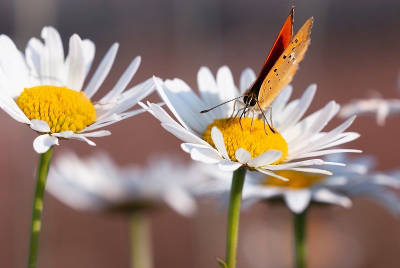 Одним летним днёмphoto preview