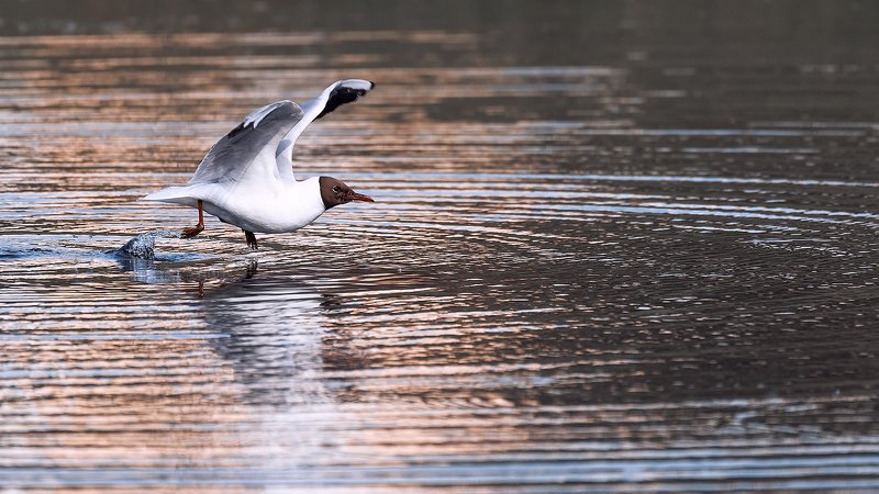 Бегущая по волнамphoto preview