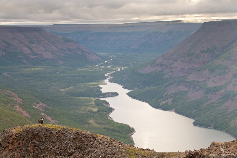 путорана, подкорытов, плато путорана, putorana,podkorytov, duluk, дулук, баран, bighorn, путоранский баран, снежный баран Дулукphoto preview