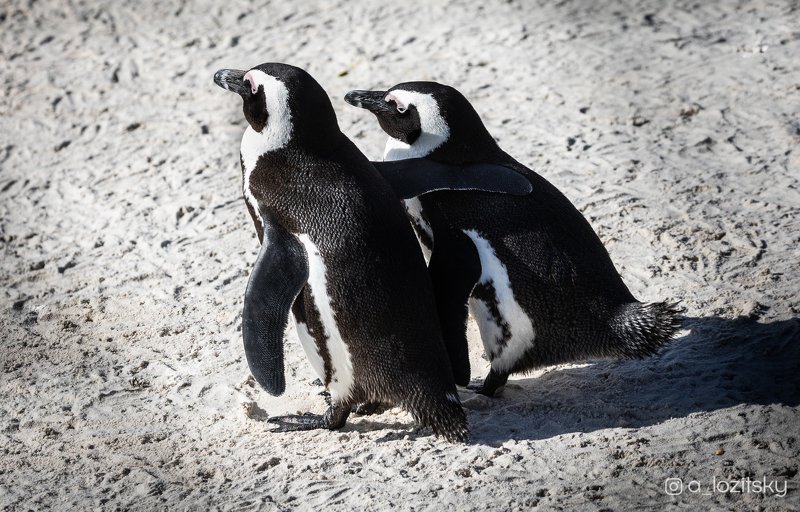 Penguin friendshipphoto preview