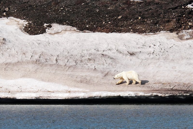 арктика, север, шпицберген, белый медведь, фауна, дикие животные, arctic, north, svalbard, polar bear, fauna, wildlife Король Севераphoto preview