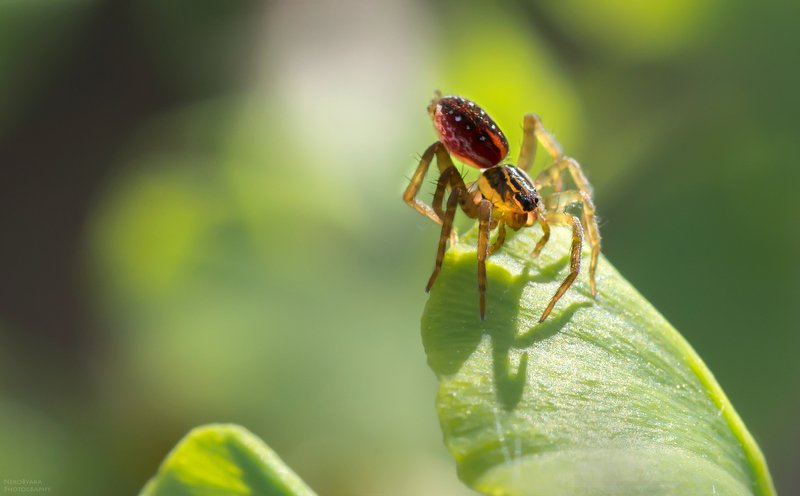макро, природа, насекомые, растения, кинкго билоба, пауки, macro, nature, insects, plants, ginkgo biloba, spiders, крохотный паучокphoto preview