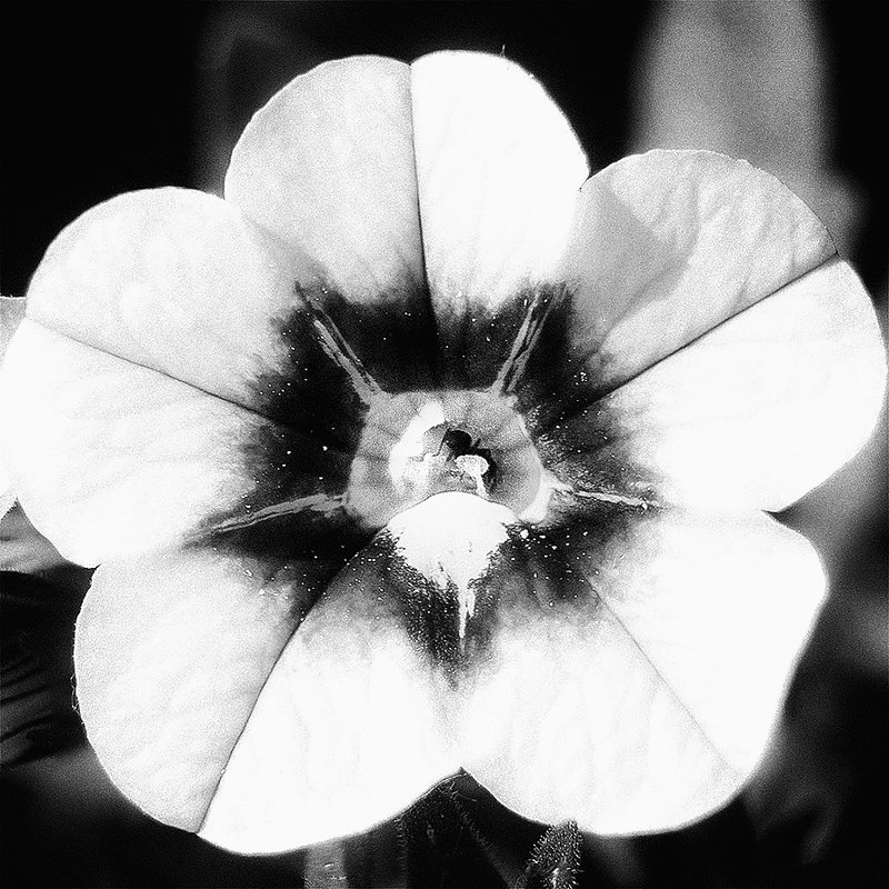 Муравейphoto preview