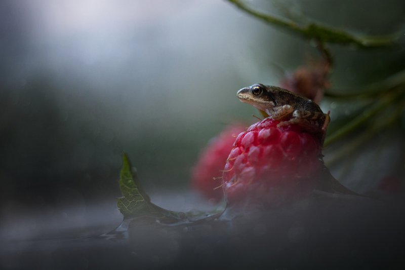 После дождяphoto preview