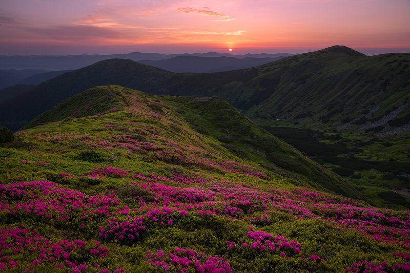 карпаты, черногорский хребет, рододендрон, червона рута Червона Рутаphoto preview