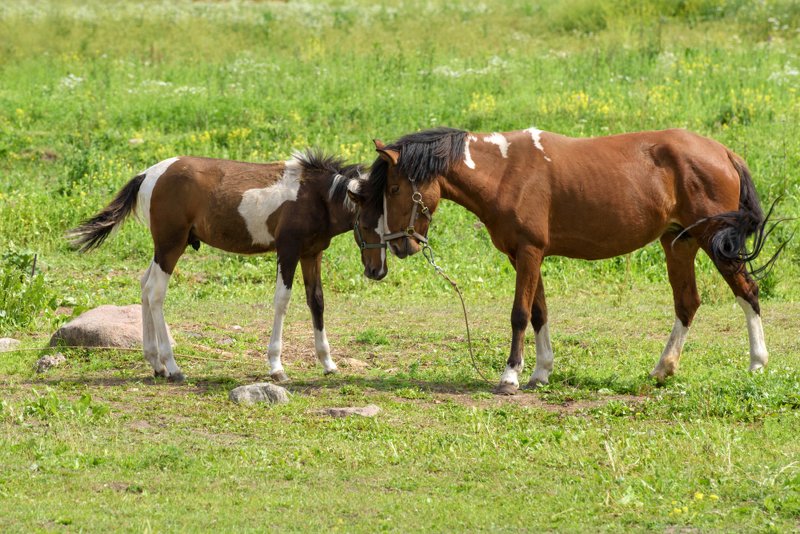 животные, лошади, кони, жеребёнок, лето Безусловная любовь фото превью