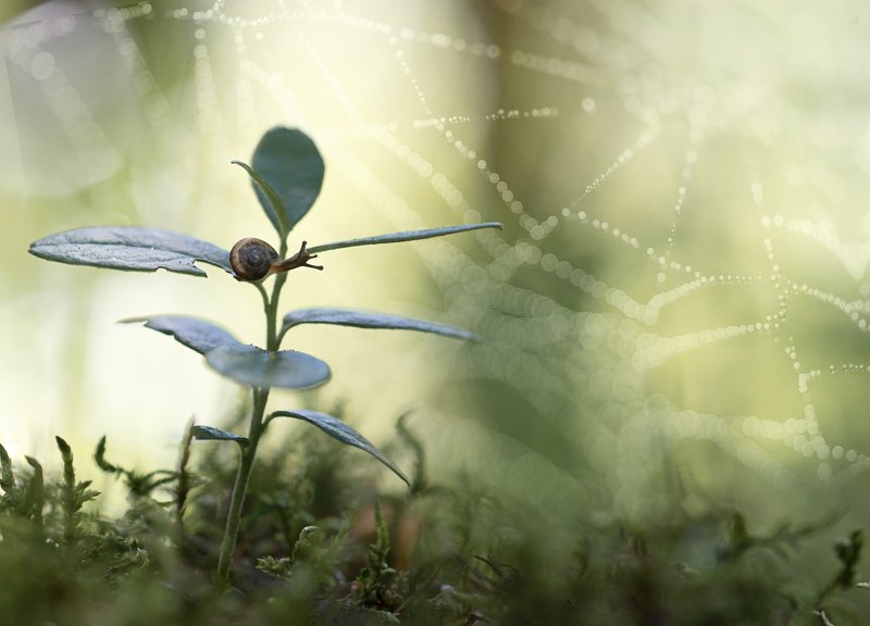 паутинка, улитка, макрокрасота, красота природы, бокешки photo preview