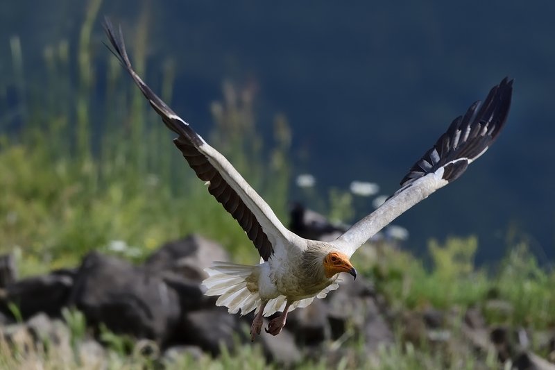 птицы birds Neophron percnopterusphoto preview