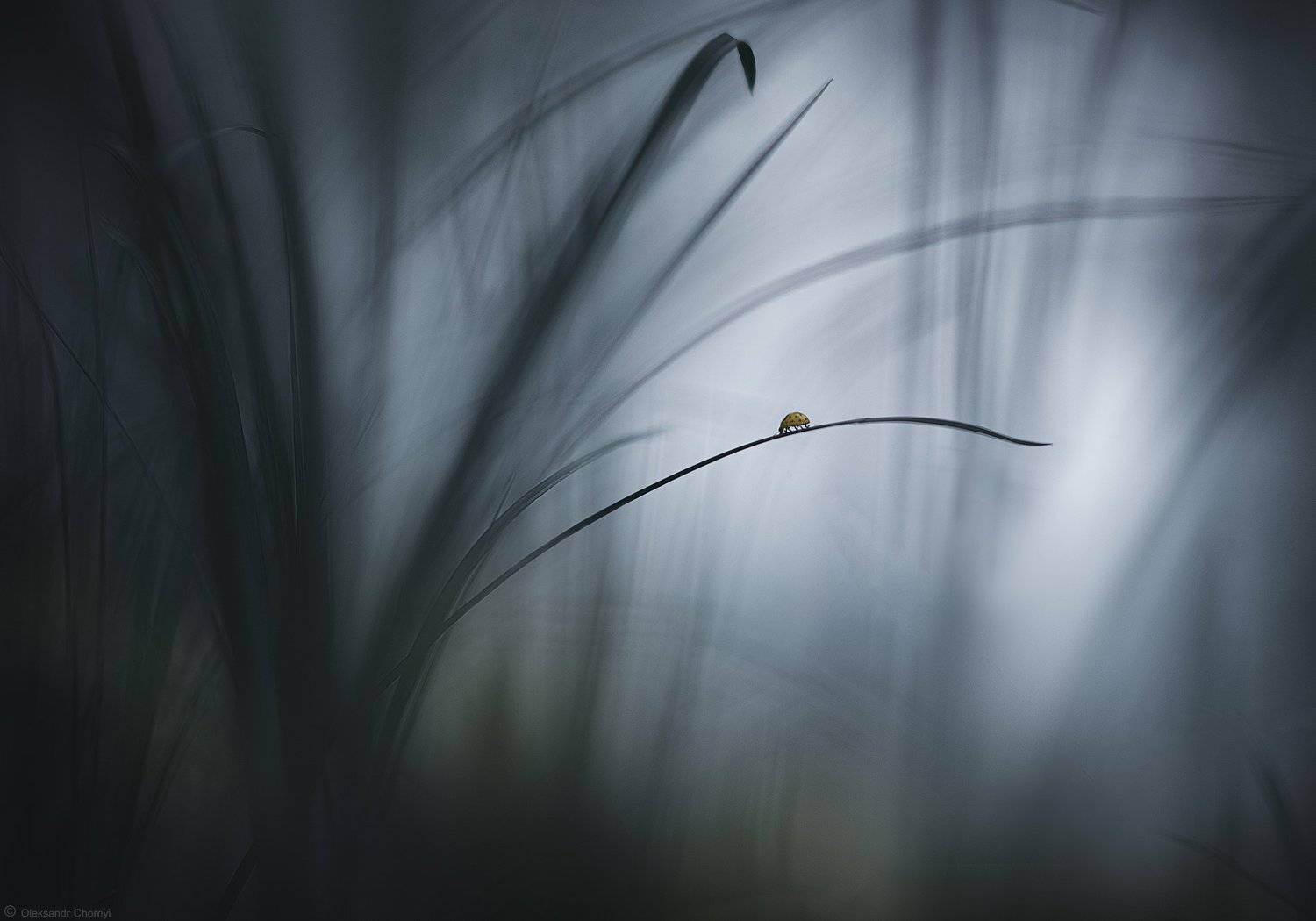 божья коровка,	боке, вдохновение,	ветер, волшебство,	гармония, жизнь,	жучки,	любовь, макро,	мечты,	насекомое, сказка,	трава,	украина, фотограф,	коростышев, макро красота,	чорный, макро истории, Александр Чорный