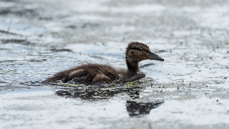 Гадкий утёнокphoto preview