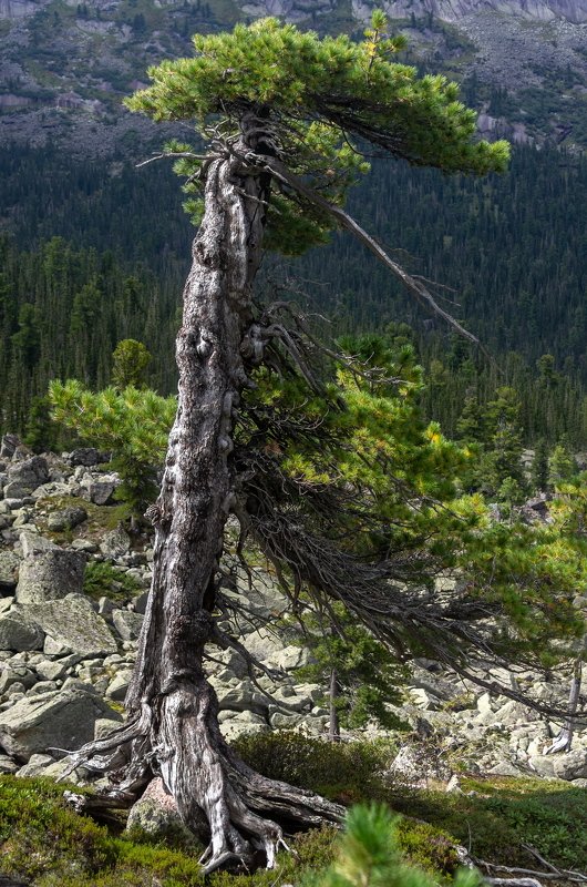 горы, сибирь, саяны, западный саян, ергаки, ник васильев, дерево, кедр, корни, mountains, siberia, sayan, ergaki, tree, cedar, roots, сила жизни Ветрам наперекор.photo preview