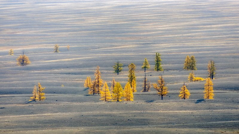 горы, сибирь, алтай, горный алтай, утро, дерево, лиственница, рябь течения, курай, курайская степь, ник васильев Волны Курая.photo preview
