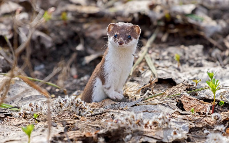 ласка ласкаphoto preview