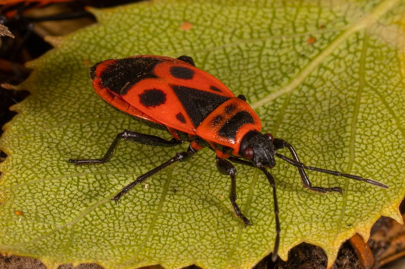 Клопы лесныеphoto preview