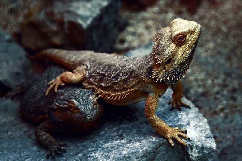 агамы, бородатые, ящерицы, ящерица, agamidae, barbata, bearded, agama, lizards, lacertilia Мы с Тамарой ходим парой...photo preview