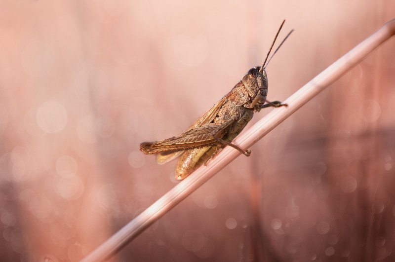 Утроphoto preview