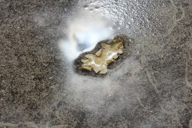 The Space Leafphoto preview