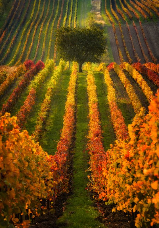 Виноград фото превью