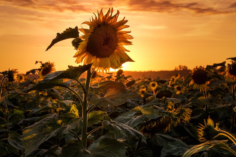 Sunflowersphoto preview