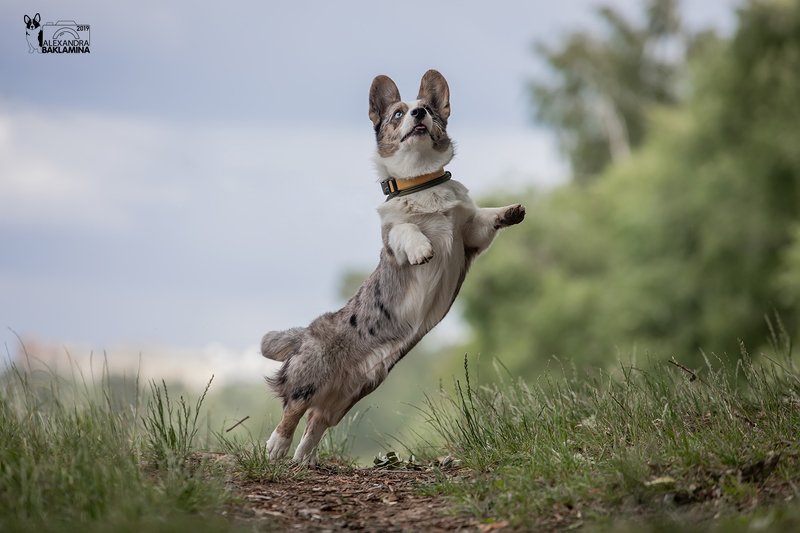 собака, корги, вельш корги кардиган, вельш корги, прогулка Стартphoto preview