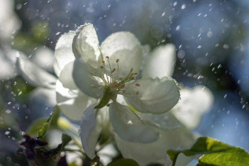 фото , цвет , природа , флора , весна , цветы Эхо весны ...photo preview