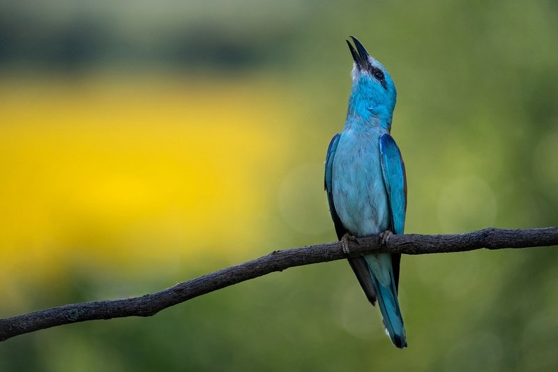 Сизоворонкаphoto preview