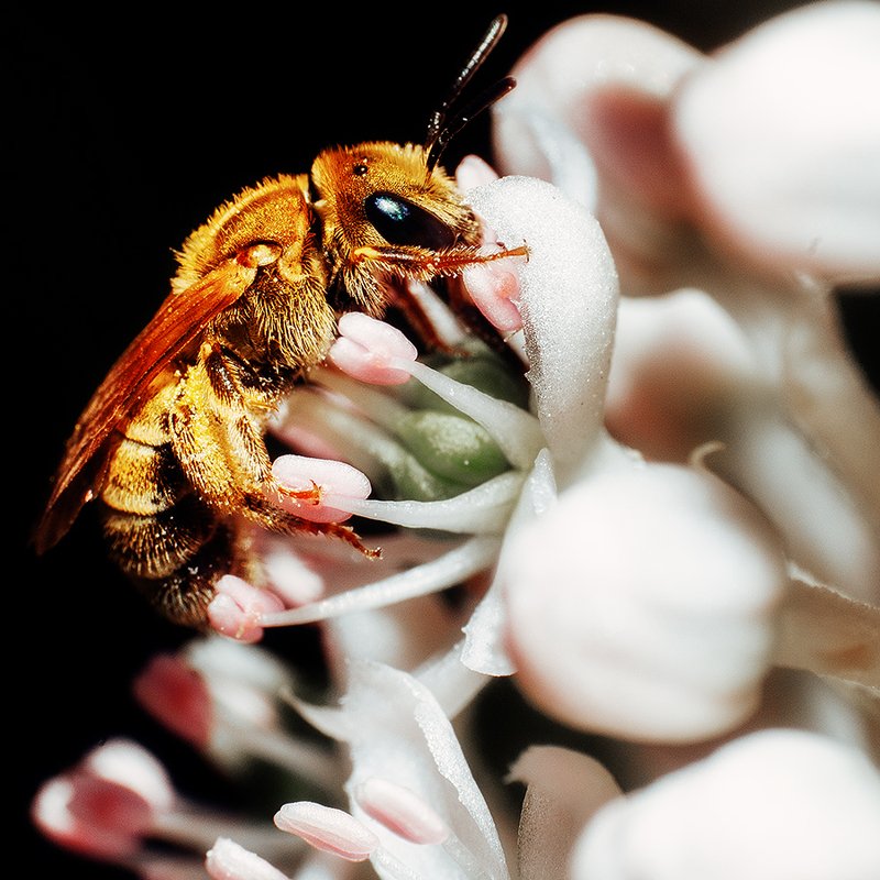 Пчелкаphoto preview