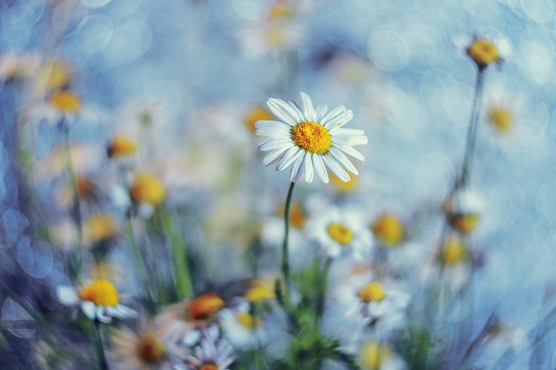 moment, момент, beautiful, красивый, helios-44m, manual lens, мануальная оптика, bokeh, боке,  tenderness, нежность, flower, цветок, wild, полевой, white, белый, chamomile, ромашка, Летние мечты о прохладе…photo preview