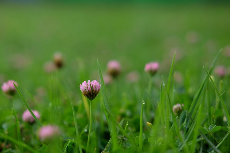 pink and greenphoto preview