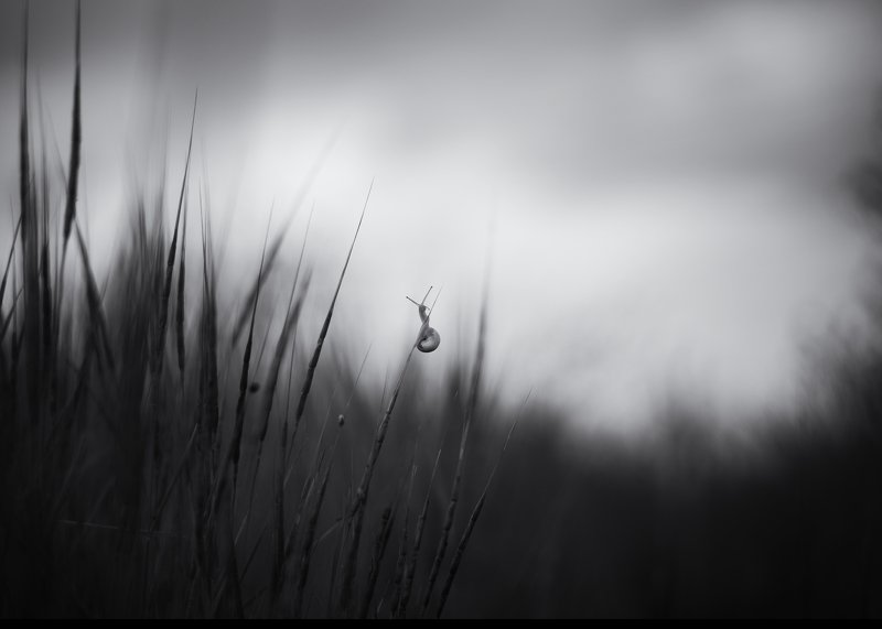 улитка чб пейзаж трава Путешественникphoto preview